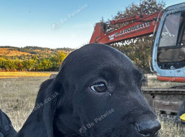 Bavarian Mountain Hound x Springer Spaniels