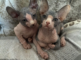 Blue and cream Canadian sphynx
