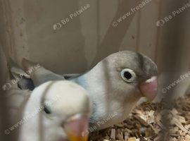 Lovely bonded pair of love birds