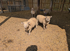 Southdown x Ryeland