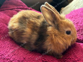 Baby mini lion lops