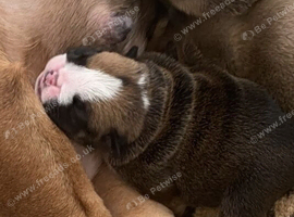 English Bulldog Pups Standard Traditional Colour