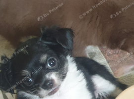 Chihuahua puppies 8 weeks Alford Lincolnshire