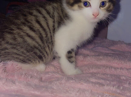 Kitten