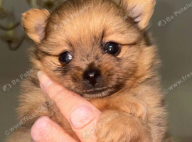 Rare! Merle Pomeranian puppies
