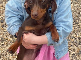 6 months old  girl dachshund