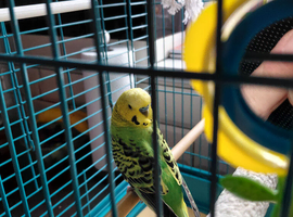 2 budgies and cage for sale.
