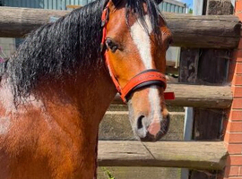 Welsh sec C