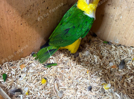 White bellied Caquire x2 males
