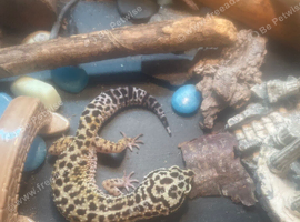 Leopard gecko female