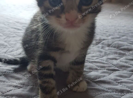 8‑week‑old tabby girl kitten &ndash; Ready to Leave &ndash; &pound;40