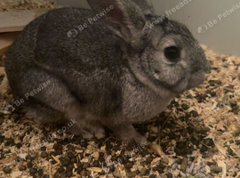 Rabbits