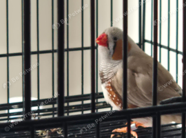 2 brown zebra finches