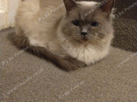 2 yr old male ragdoll