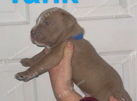 Alapaha blue blood bulldog x pitty