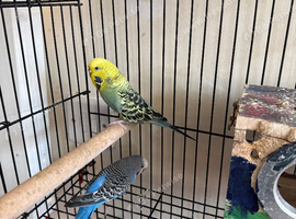 Pair of budgies for sale