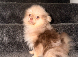 Chocolate and tan merl male