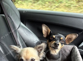 Wanted small dog