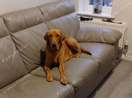 Labrador boy