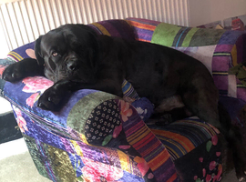 Cane corso