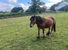 Bay cob mare