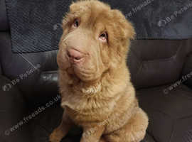 Bear coat sharpei for stud