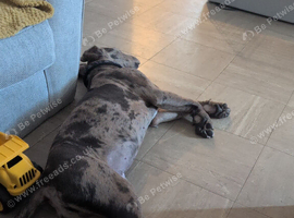 Dre for sale cane corso cross staff
