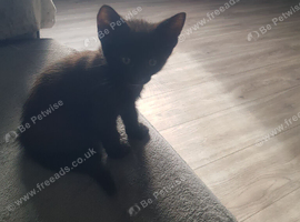 Black female kitten