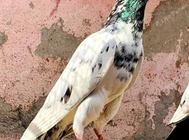 Mixed race pakistani highflying pigeons