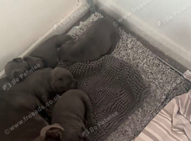Beautiful blue Staffordshire bull terrier