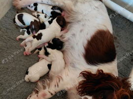 English Springer spaniel pup