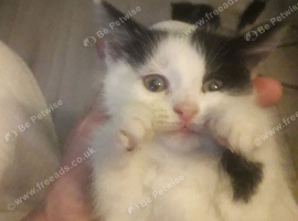 Kittens 9wks old make and female