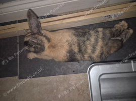 Bonnie & Mochi require rehoming