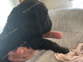 Toy poodle mix