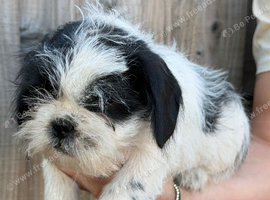 Shih Tzu