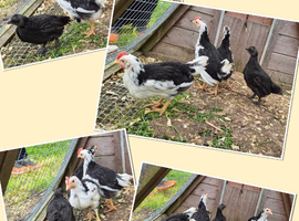 Exchequer leghorn chicks and pilkie