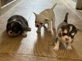 Fluffy French bulldog puppies READY NOW