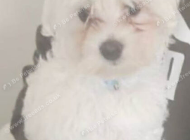 Maltese xxxs