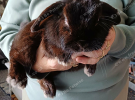 Holland lop rabbits