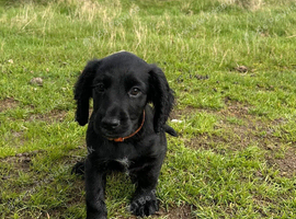 Last black Working cocker spaniels ready now