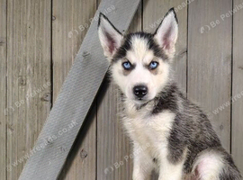 1 Siberian Husky