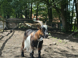 Pygmy castrated males