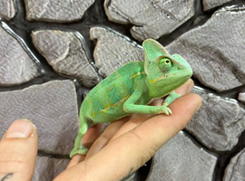 Yemen Chameleon Males at Birmingham Reptiles