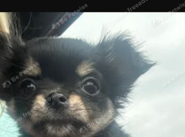 Longhaired Chihuahua girl