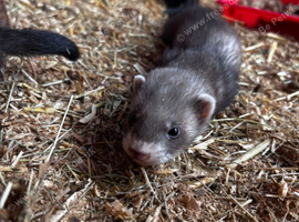 Beautiful Baby Ferrets For Sale