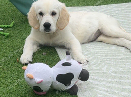16 week Golden Retriever