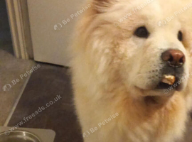 Beautiful chow chow for sale