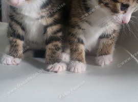 Kittens