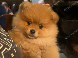 Beautiful female Pomeranian puppy