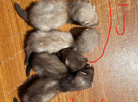 Pole cat x silver semi angora kits
